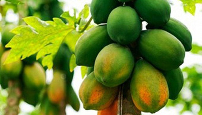 cách chọn quả đu đủ ngon