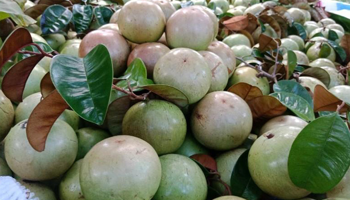 cách chọn quả vú sữa ngon
