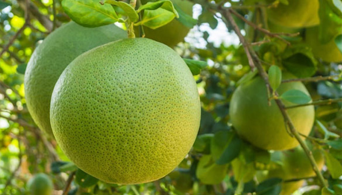 cách chọn bưởi ngon