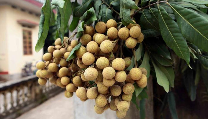 cách chọn quả nhãn ngon