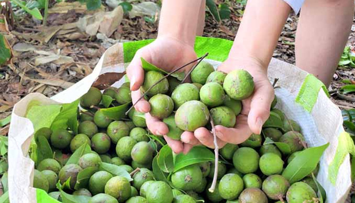 cách chọn quả sấu ngon