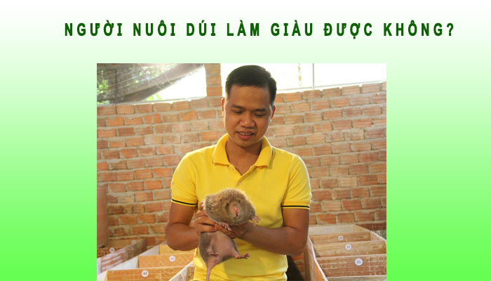 Người nuôi dúi làm giàu được không