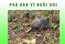 Phá sản vì nuôi dúi: người làm giàu, kẻ lỗ nặng! Phá sản vì nuôi dúi