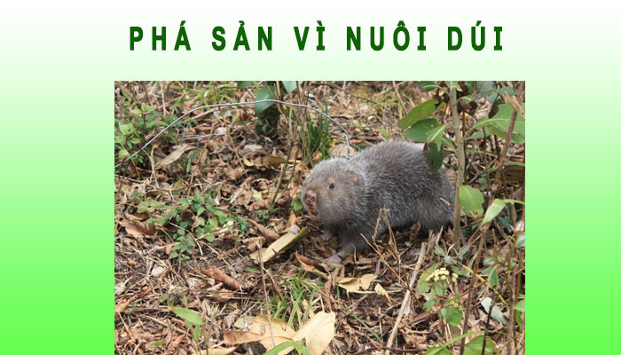 Phá sản vì nuôi dúi