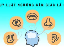 Quy luật ngưỡng cảm giác là gì? Ví dụ về quy luật ngưỡng cảm giác quy luật ngưỡng cảm giác là gì