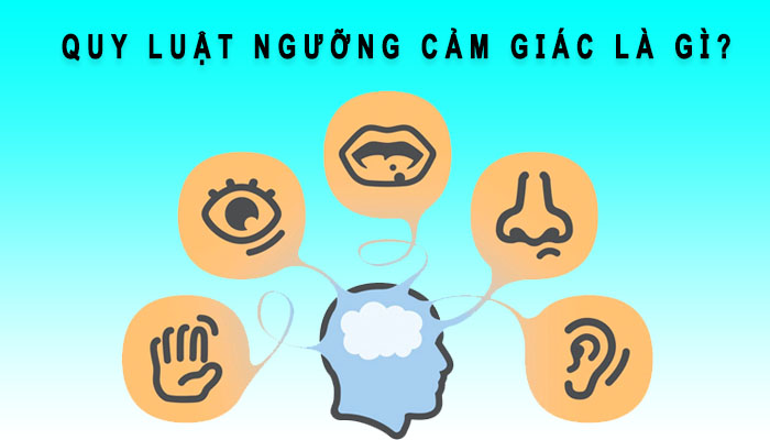 quy luật ngưỡng cảm giác là gì