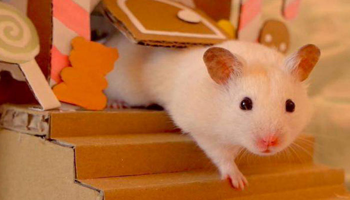 con chuột số mấy trong lô đề