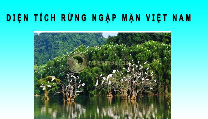 Diện tích rừng ngập mặn việt nam