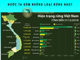 nước ta gồm những loại rừng nào