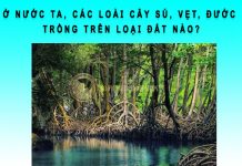 Ở nước ta, các loài cây sú, vẹt, đước trồng trên loại đất nào? Ở nước ta các loại cây sú vẹt