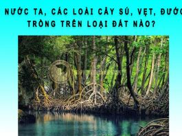 Ở nước ta các loại cây sú vẹt