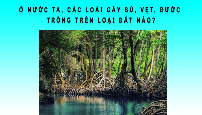Ở nước ta các loại cây sú vẹt