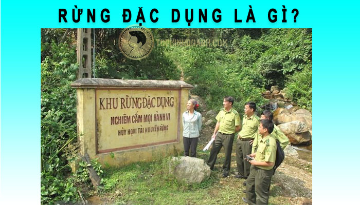 rừng đặc dụng là gì