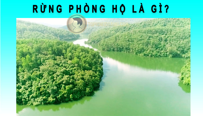 rừng phòng hộ là gì