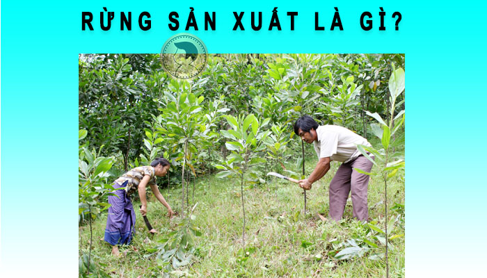 rừng sản xuất là gì