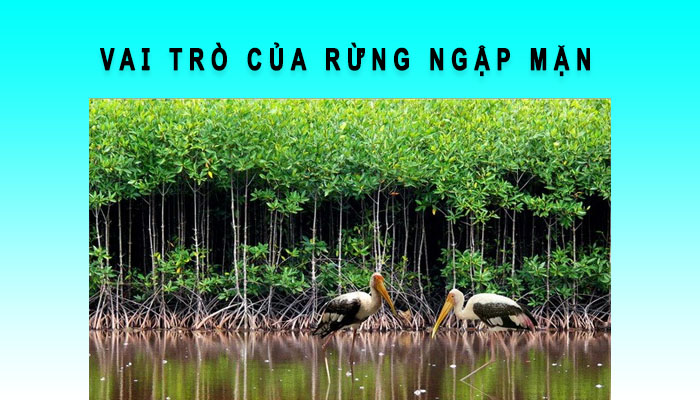 vai trò rừng ngập mặn