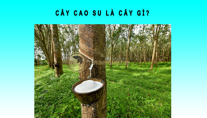 cây cao su là cây gì