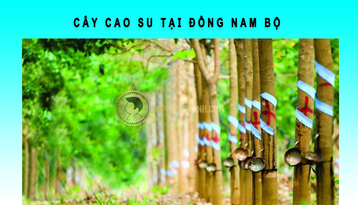 cây cao su tại đông nam bộ