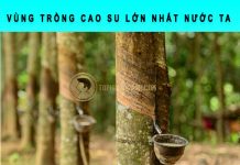 Vùng trồng cao su lớn nhất nước ta là khu vực nào? vùng trồng cao su lớn nhất nước ta