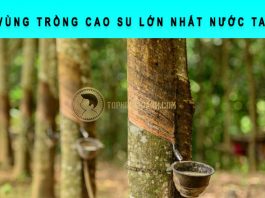 Vùng trồng cao su lớn nhất nước ta là khu vực nào? vùng trồng cao su lớn nhất nước ta