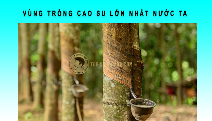 vùng trồng cao su lớn nhất nước ta