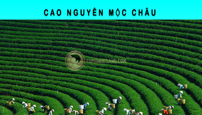 cao nguyên mộc châu