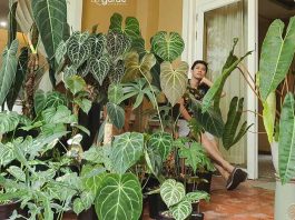 Giá thể trồng kiểng lá tốt nhất cho cây mau phát triển