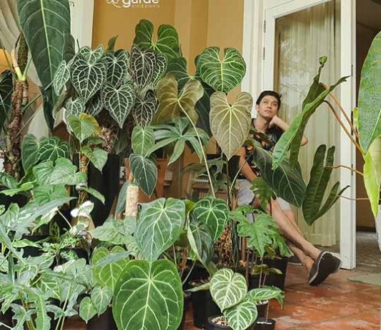 Giá thể trồng kiểng lá tốt nhất cho cây mau phát triển Giá thể trồng kiểng lá tốt nhất cho cây mau phát triển