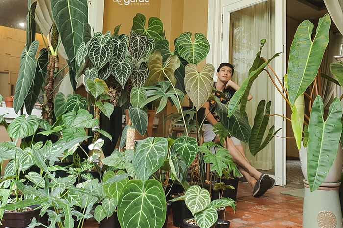 Giá thể trồng kiểng lá tốt nhất cho cây mau phát triển

