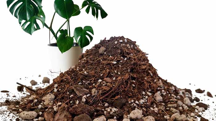 Giá thể trồng kiểng lá tốt nhất cho cây mau phát triển

