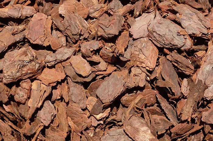 Giá thể trồng kiểng lá tốt nhất cho cây mau phát triển

