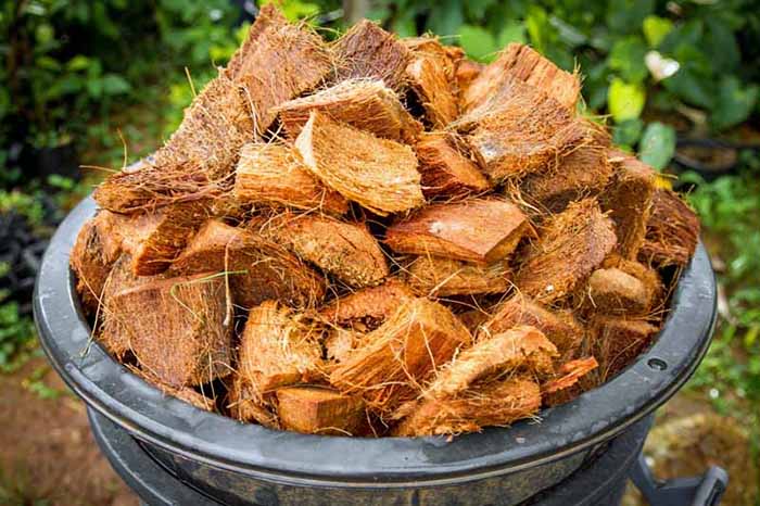 Giá thể trồng kiểng lá tốt nhất cho cây mau phát triển

