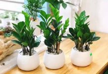 Chọn cây cảnh trong nhà hợp phong thủy theo 12 con giáp Chọn cây cảnh trong nhà hợp phong thủy theo 12 con giáp