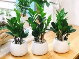 Chọn cây cảnh trong nhà hợp phong thủy theo 12 con giáp Chọn cây cảnh trong nhà hợp phong thủy theo 12 con giáp