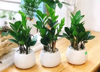 Chọn cây cảnh trong nhà hợp phong thủy theo 12 con giáp Chọn cây cảnh trong nhà hợp phong thủy theo 12 con giáp